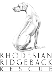rhodesian ridgeback puppies, rhodesian ridgeback for sale, adopt rhodesian ridgeback, blue rhodesian ridgeback, rhodesian ridgeback puppies for sale